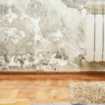 Frequent Questions About Mold Remediation