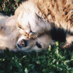 Pet stain removal tactics!