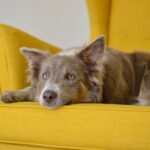 Furniture Cleaning