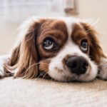 pet odor and stain removal