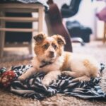 Carpet Care advice from our expert cleaners.