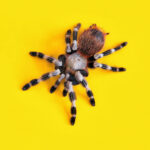 unusual pets and home care