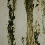 mold removal Tallahassee