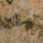 mold remediation Tallahassee