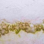 Mold in Your Attic