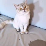 How to Clean Pet Stains from the Mattress