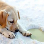 How to Remove Pet Stains from the Carpet