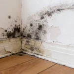 Is Mold from Water Damage Dangerous